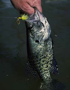 Put a Spin on Crappie Fishing: Try Spinnerbaits