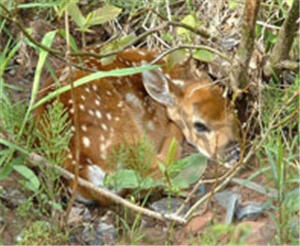 spotting wildlife hiking