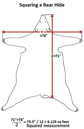 squaring bear hide