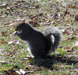 squirrel eating 2