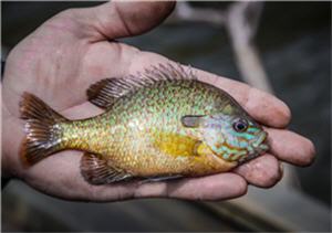 Many Factors Make Fly Fishing for Panfish Appealing