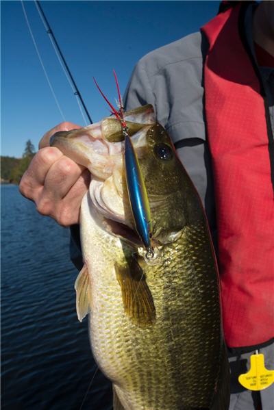 Winter Jerkbait Fishing Bass on Grass Lakes - Wired2Fish