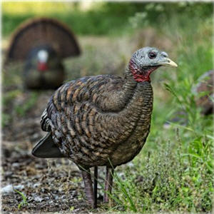 turkey decoy avian hen breeder