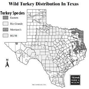 turkey species texas range