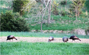 turkeys feeding logroads 0155