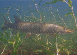 under water muskie