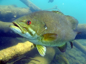 Underwater bass