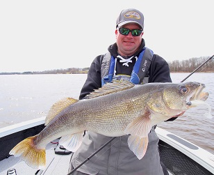 The author, Jason Mitchell with a gigantic walleye caught with a Kalin’s Sizmic Shad Swim Bait. Slow trolling and dragging swimbaits can be incredibly effective for walleye.