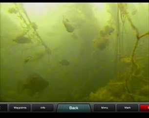 underwater view of fish