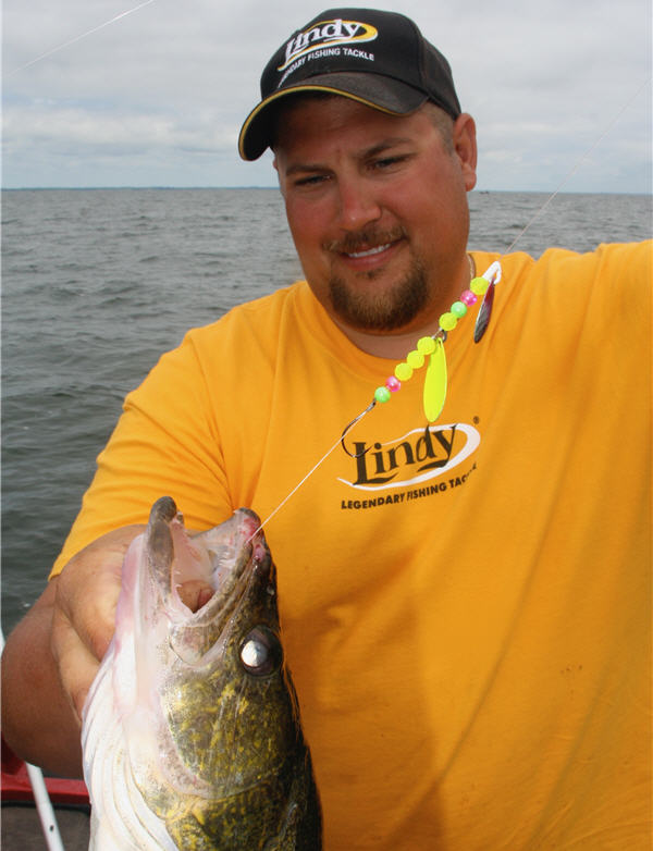 walleye fisher pulling on a snelled spinner fishing rig in the walleye's mouth