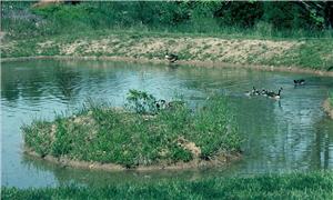 water pond in woods300