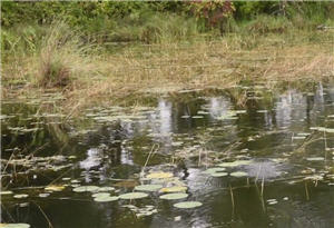 weeds topwater fishing300