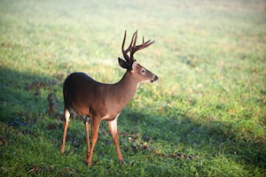 Whitetail Deer in Meadow