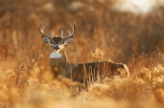 Whitetail Deer Tennessee Fall