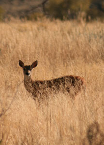 whitetail1