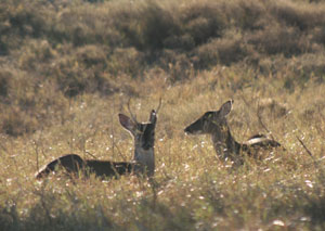 deer in a field