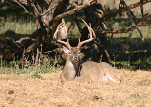 whitetail deer