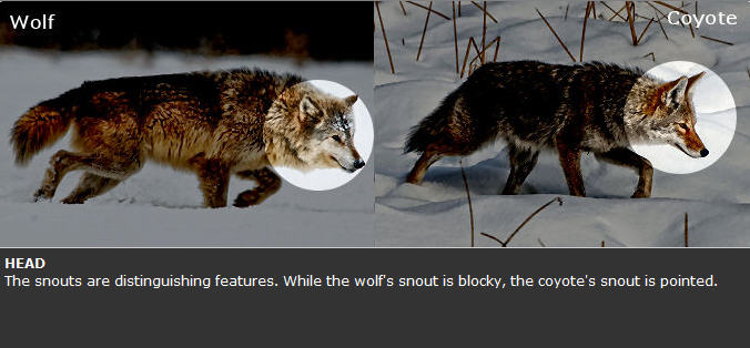 wolf coyote compare