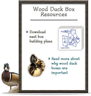 wood duck ducks org box blueprint