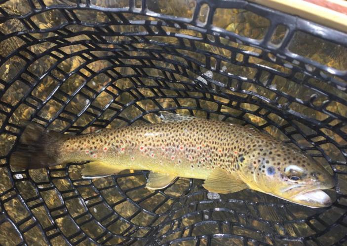 Braggin' Board Photo: Spring Brownie