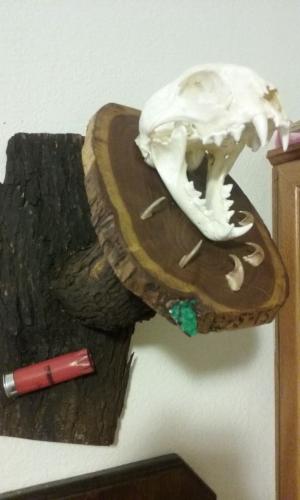 Braggin' Board Photo: Trophy Predator