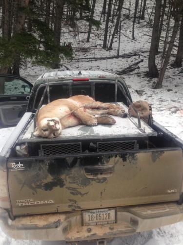 Braggin' Board Photo: 1 Predator down