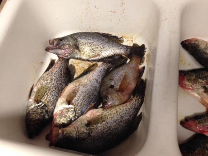 Braggin' Board Photo: Crappie Hunt
