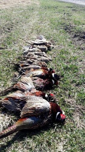 Braggin' Board Photo: Pheasant