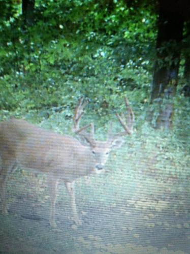 Braggin' Board Photo: 2014 Buck
