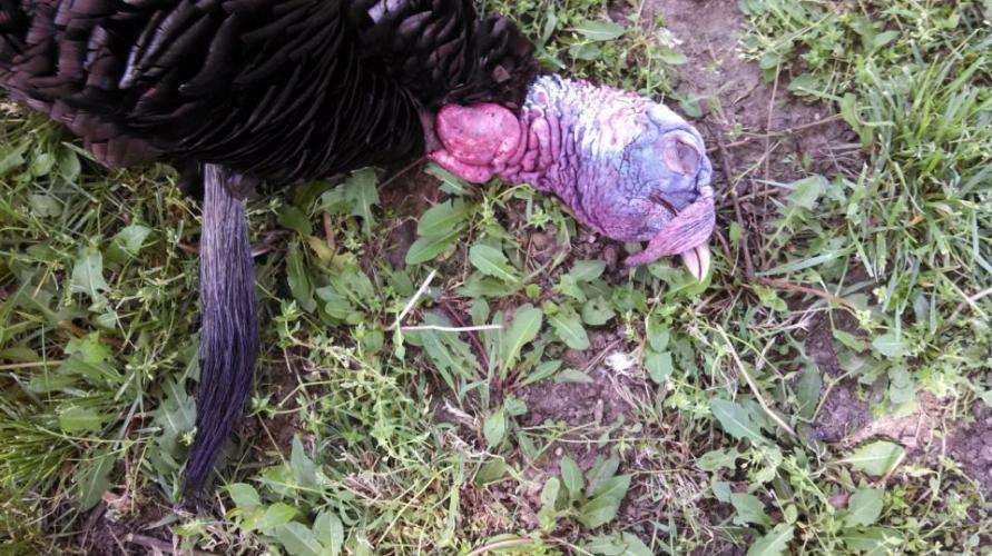 Braggin' Board Photo: Nice Beard