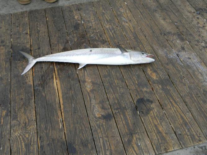Braggin' Board Photo: King Mackerel DSCN0606