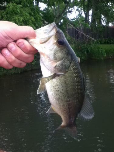 Braggin' Board Photo: Bass