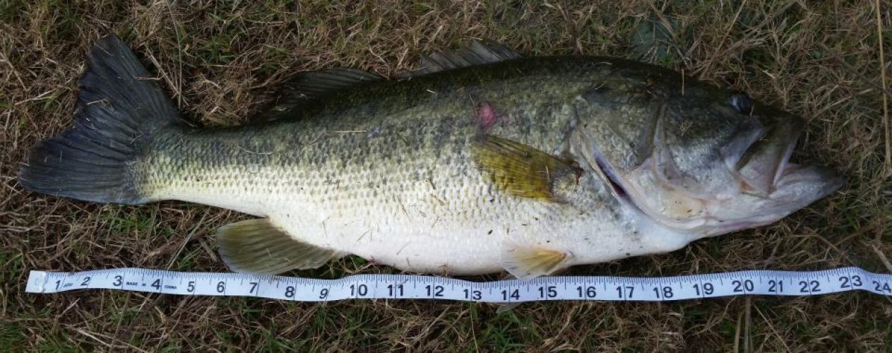 Braggin' Board Photo: Nice size fish