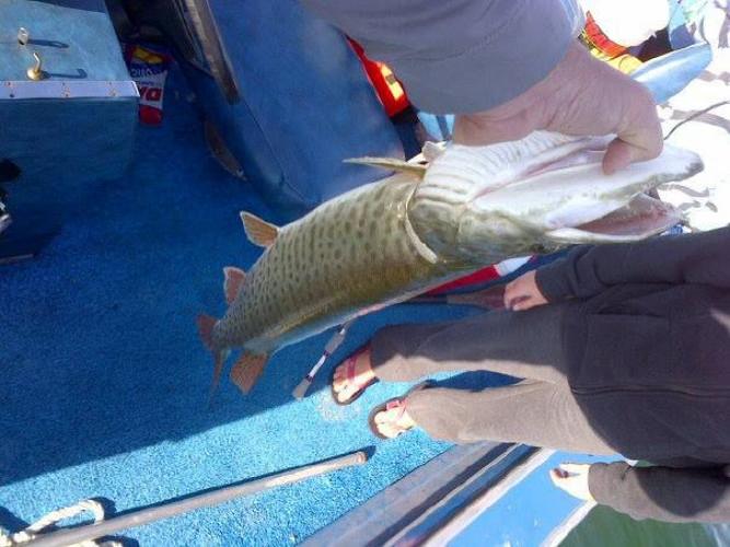 Braggin' Board Photo: great day muskie
