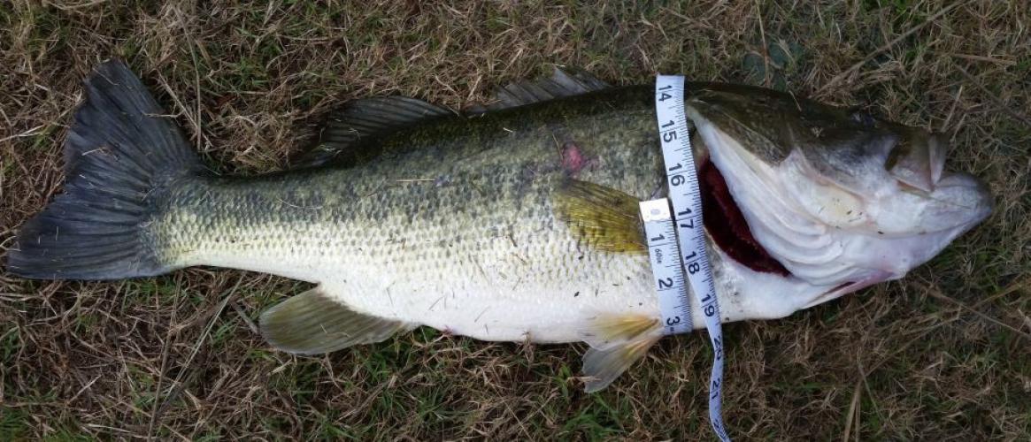 Braggin' Board Photo: Nice size