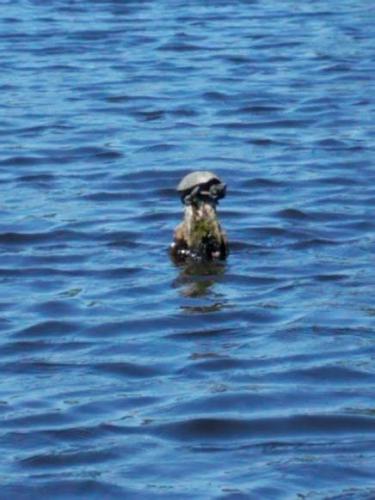 Braggin' Board Photo: king of the stump