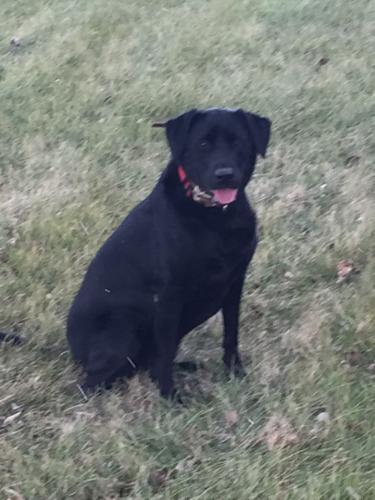 Braggin' Board Photo: Sadie - My Hunting Dog