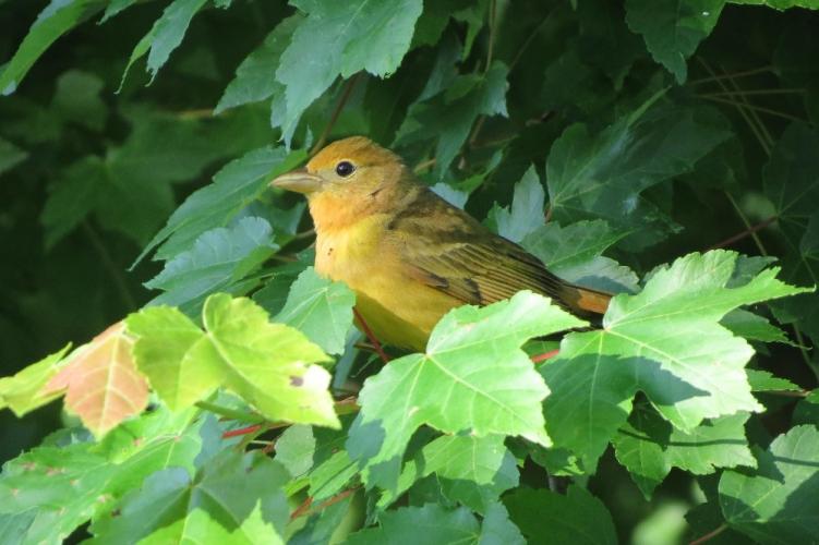 Bird Watching Scarlet Tanager Female in Missouri