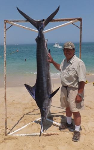 Striped Marlin hanging from a rope next to angler on Baja beach