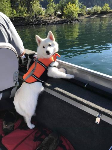 Small white Dog in a boat on the Water looking over the edge