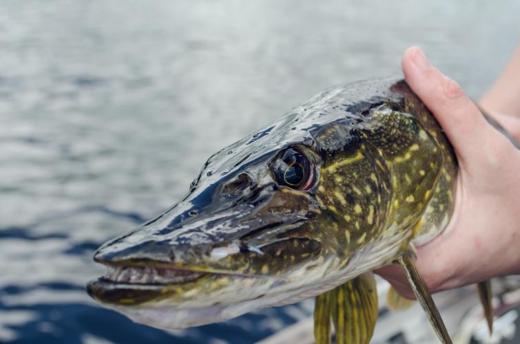 Angler holding a northern pike with the pike facing you