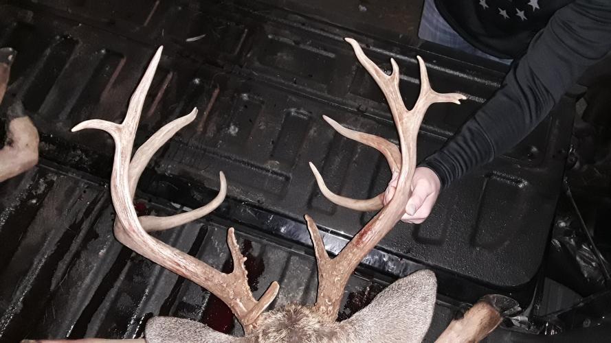 Good Set of Antlers for this Tennessee Buck