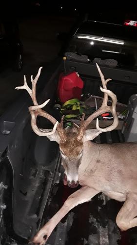 Tennessee Buck in the back of a pickup