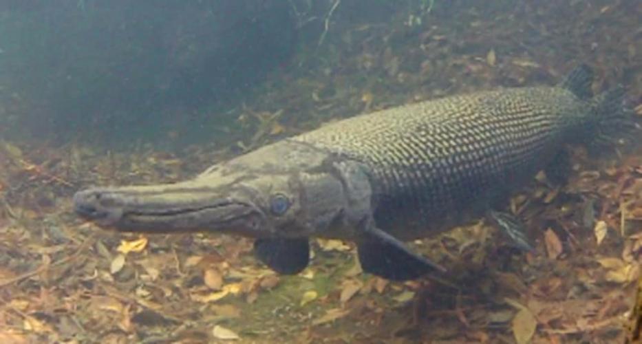 aligator gar in an aquarium