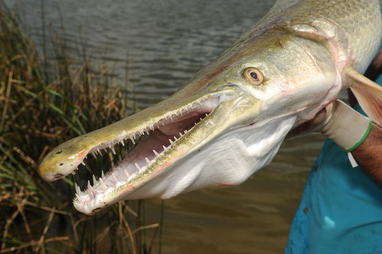 Angler holding a large gar with its teeth showing