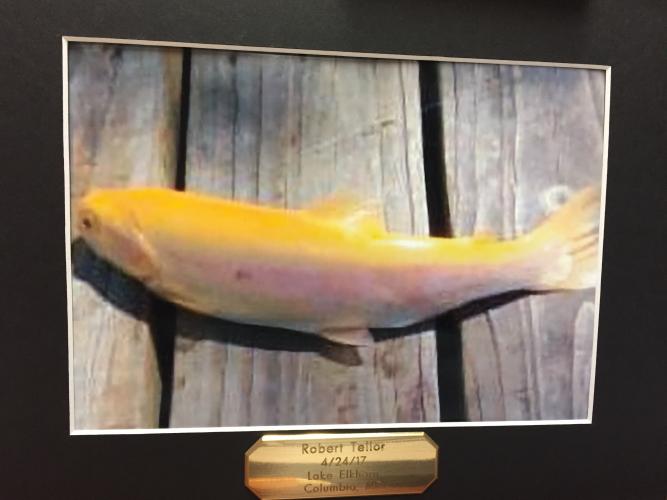 Trophy Fish from Lake Elkhorn, Columbia Michigan