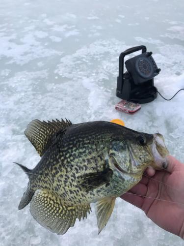Late Ice Crappie On a Tungsten Jig