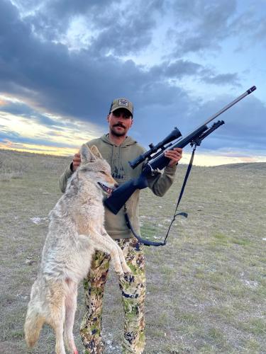 Coyote Hunting