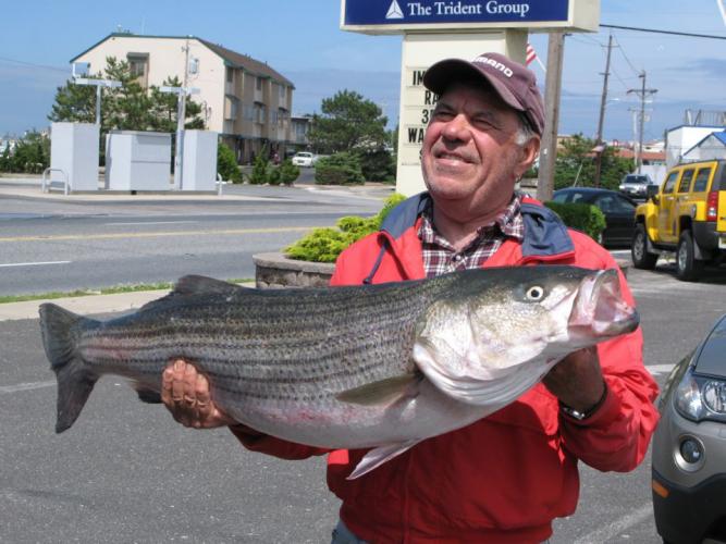 Braggin' Board Photo: 44" Saltwater Striper Bass