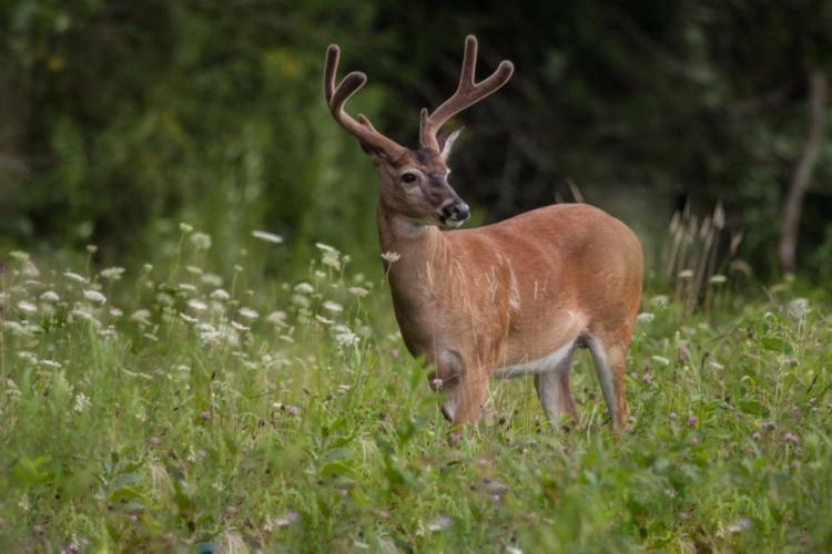Braggin' Board Photo: Buck in a meadow